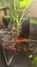 奈宠鱼缸水培定植篮壁挂式水草杯框植物固定支架造景装饰配件水族挂盒 壁挂水培盒方型【2个装】 实拍图