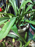 爱丽思（IRIS）花盆花瓶树脂复古浮雕波纹圆形多肉塑料阳台种植批发花盆 8号浅米色(口径24cm) 1个花盆 实拍图