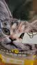 威尔逊馋嘴 流浪猫粮成猫幼猫粮专为流浪猫定制的猫粮 基础款20斤 实拍图