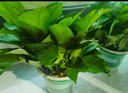 京东绿植绿萝盆栽除甲醛花卉绿植办公室新房净化空气180加仑4盆装源头直 实拍图