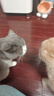 比瑞吉猫粮俱乐部系列 添加三文鱼 全价全期猫粮2kg*3包 实拍图