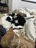 诚实一口小轻袋OX-FIT全价鲜肉烘焙猫粮成猫56天体重管理5.4kg[618囤货] 实拍图