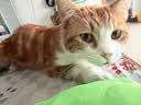十斤鲜肉土猪正宗猪肉前后腿肉带皮散养农家 前腿肉10斤 实拍图