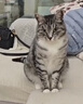 顽皮小金盾猫粮100%鲜肉全价成猫冻干猫粮1.8kg*4鸭肉配 三重呵护肠胃 实拍图