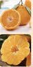 趣尝鲜湖南郴州东江湖蜜橘 净重5斤 单果55-60mm 无籽蜜橘 源头直发包邮 实拍图