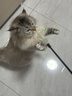 CFA赛级逗猫棒猫咪玩具长杆羽毛替换头耐抓咬猫玩具用品自嗨解闷 七彩响纸款-普通款-1个 实拍图