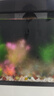 萌嘟星宠仿真水草鱼缸造景套装水族箱布景装饰摆件假植塑料假水草 11件套 实拍图