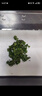 蚕菇凉当天发货蚕宝宝学生科学养蚕套装春蚕活体蚕卵蚕籽活物桑叶饲养盒 一龄蚕20条+透气饲养盒+桑叶 实拍图