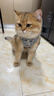 欢宠网猫咪牵引绳猫绳宠物防挣脱可调松紧背心式专用溜遛猫绳子外出用品 实拍图