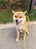 麦富迪狗粮 藻趣儿狗粮成犬粮牛肉螺旋藻 均衡营养15kg/30斤 实拍图