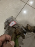 玫瑰花苗老桩绿植物盆栽月季蔷薇老根室内外阳台庭院特大花卉四季 34梦幻（老桩苗四季开花） 实拍图