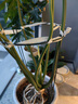 九千谷植物支撑架支撑支架园艺花架阳台爬藤护叶半圆35*70CM 2对装8373 实拍图
