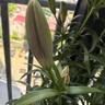 惠普（HP）DM10C无线蓝牙双模鼠标 可充电无线鼠标 商务办公无线鼠标苹果笔记本微声蓝牙无线鼠标 银色  实拍图