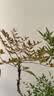 植男植女南天竹盆栽客厅大型绿植办公室内老桩火焰南天竹吸除甲醛源头直发 实拍图