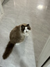 pidan猫砂 纯豆腐猫砂2.4kg*4包强力吸臭不易带出 可冲厕所非膨润土砂 实拍图