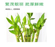 沭之美开运竹水培植物绿植花卉 开运竹高约50cm10支不含瓶 源头直发 实拍图