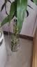 吕姆克花瓶摆件醒花桶高款水培容器透明鲜花插花瓶器富贵竹落地防摔3955 实拍图