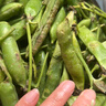 新鲜豌豆四川带壳青豆角水果甜豆荚农家蔬菜 四川新鲜青豌豆荚净重5斤 实拍图