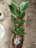 御卉阁茶花盆栽带花苞四季开花室内阳台好养浓香型山茶花树苗花卉绿植 五色赤丹(强力推荐) 2年苗 实拍图