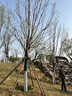 品胜[冰川透明]苹果数据线type-c充电线PD27W/20W快充lightning适用iPhone14/13/12/11/Xs手机车载 实拍图