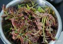 农大姐妹【 顺丰】香椿 香椿芽新鲜香椿芽2026山东露天香椿芽季节原因偏绿 香椿芽3斤茎秆偏粗介意慎拍 实拍图