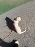 PETSTAR猫咪牵引绳 工字背心胸背带防挣脱外出可调节遛猫绳子 晒单实拍图