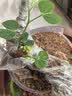 GERTHRON德国【冠军推荐】植物树木果树伤口愈合剂涂切口盆景果树苗木伤愈 专业植物树木伤口愈合剂 500g 1瓶 【热销爆款】促进树木伤口愈合 实拍图