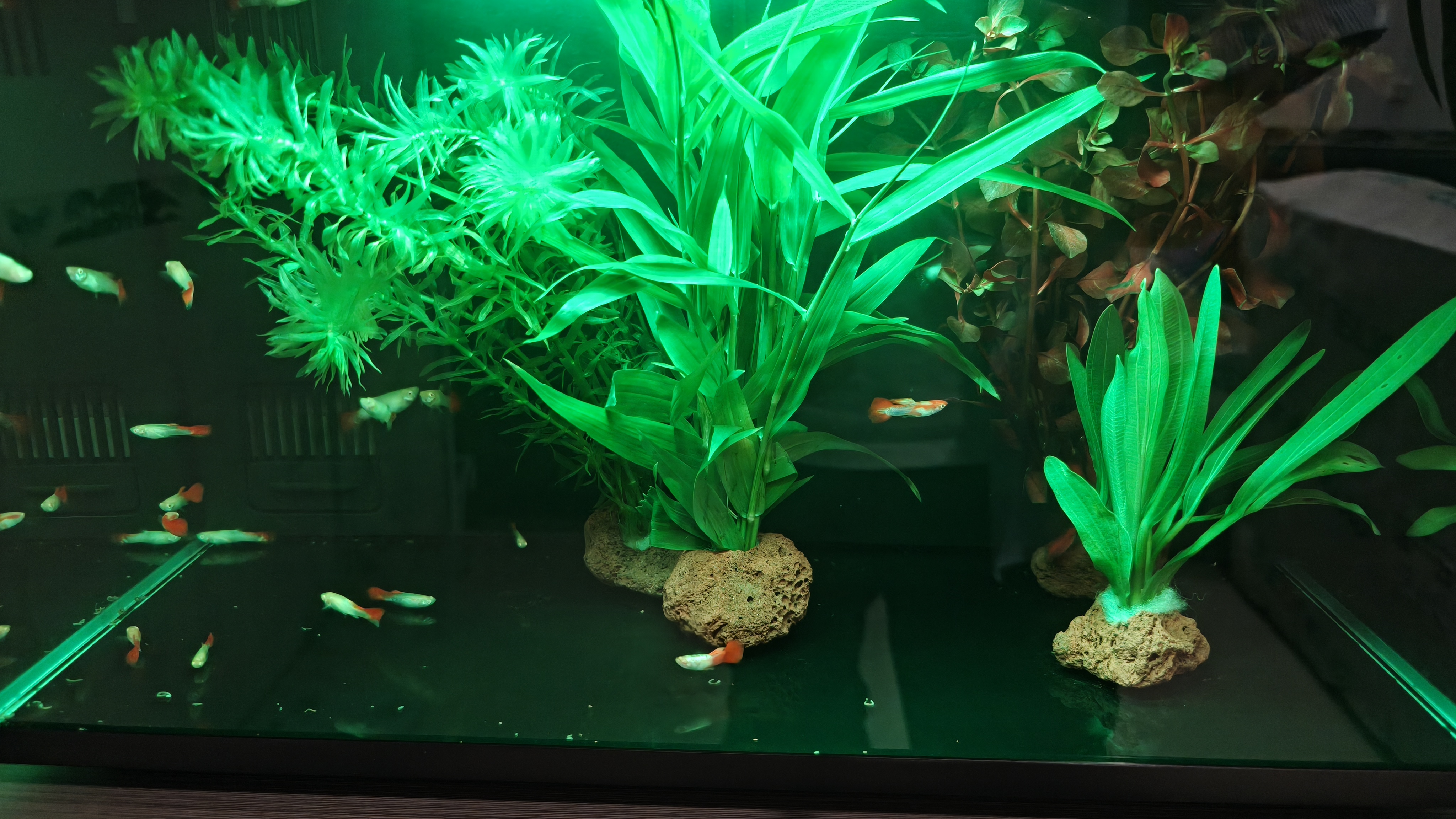 疯狂水草孔雀鱼活体水族宠物观赏鱼冷水耐活小型热带鱼淡水鱼苗 【新手推荐】杂袍孔雀 随机24条 实拍图