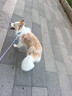 petlimit宠物p链p绳狗狗牵引绳遛狗绳子小中大型训犬防爆冲随行牵引1.5米  实拍图