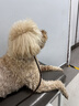 皇家狗粮绝育成犬狗粮犬粮宠物小型犬MSA30全价犬粮≥10月7KG 实拍图
