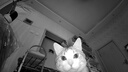 enabotebo se机器人可全屋移动监控摄像头家用远程陪伴老人小孩猫狗宠物机器人异地恋陪伴电子男女友 EBO SE标配|自动回充|双向语音【热销爆款】 实拍图