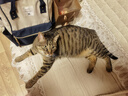 皇家室内成猫粮 I27 通用粮 12月以上 2KG【皇家预售付定金享优惠】 实拍图