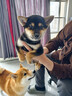 萌宠之星宠物0乳糖羊奶粉400g幼犬奶粉猫咪羊奶粉狗狗奶粉犬猫通用 实拍图