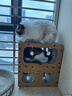 【京东快递】猫抓板猫窝一体式耐磨耐抓逗猫神器 45猫别墅【三层豪华款】 实拍图