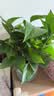 京东绿植绿萝盆栽除甲醛花卉绿植办公室新房净化空气180加仑4盆装源头直 实拍图