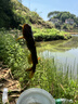 多啦贝啦(Dora bela)电动吸奶器 自动挤拔奶器便携一体式吸乳器孕妇产后按摩催乳6008 实拍图