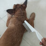 熹宠（XiChong）宠物幼犬泰迪狗狗猫咪用跳蚤梳除跳蚤密齿梳子宠物梳去虱子梳 宠物专用跳蚤梳【大号白色】 实拍图