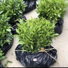 正宗茶叶苗龙井茶树苗绿茶苗铁观音茶苗白茶树苗 耐寒绿茶茶苗 3年苗(50颗装） 实拍图