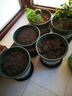 九千谷花盆加仑盆 园艺种植家用塑料花盆兰花盆带托盘24*24cm3个装5082 实拍图