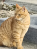 多特思猫零食猫条100支金枪鱼味成猫幼猫咪零食湿粮 实拍图