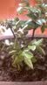 御春阁小叶紫檀树苗黑骨茶室内阳台盆栽花卉绿植耐寒四季常青微景观桩形 大号5根一盆30厘米高左右 实拍图