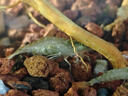 黑壳虾活体观赏花腰虾除藻虾辣椒蟹淡水鱼草缸虾苹果螺清洁虾工具 除藻黑壳虾30只送10只备损 实拍图