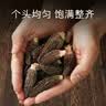 十月稻田 羊肚菌 30g（5-8cm）云南产 菌菇汤包 鸡汤煲汤火锅食材 实拍图