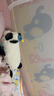 babycare婴儿玩偶安抚枕宝宝多功能哄睡抱枕侧睡靠背档枕咘咘熊猫45*23*15 实拍图