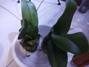 双花剑蝴蝶兰盆栽兰花大苗带花剑四季开花室内花好养易成活 3.小桃红--双花剑发货 塑料盆栽好 实拍图
