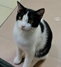 好主人猫粮 成猫猫粮 全价成猫天然粮通用鸡肉味 10kg/20斤 实拍图
