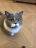 instinct天然百利猫粮进口无谷鸡肉幼猫成猫全猫通用粮11磅/5kg【27.5】 实拍图