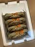 【活蟹】掌昕鲜三门青蟹 公母对蟹（6-7两/只）4只 海鲜活螃蟹毕业谢师送礼盒 源头直发 实拍图