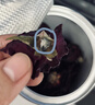 贡苑云南墨红玫瑰花茶50g 大朵新花冠王无硫重瓣特玫瑰花干级疏肝解郁 实拍图