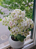 沭之美长寿花绿植花卉A级绿巴黎长寿花+圆球灰冰裂陶瓷盆+竹托源头直发 实拍图